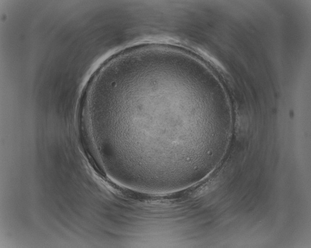 X0000066121272200603101226