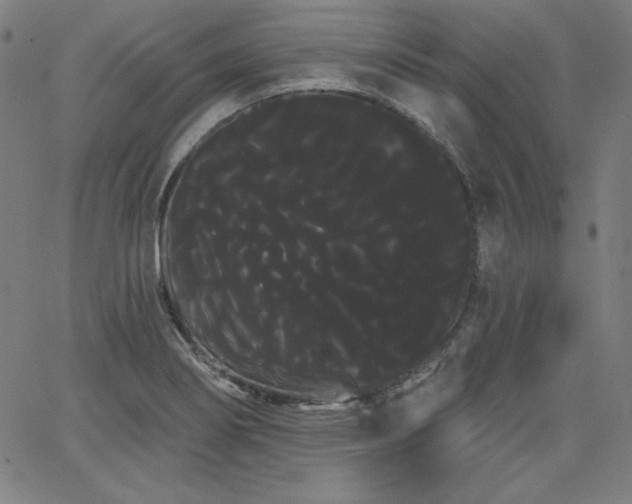 X0000066121274200603101226