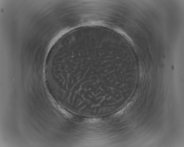 X0000066121278200603101226