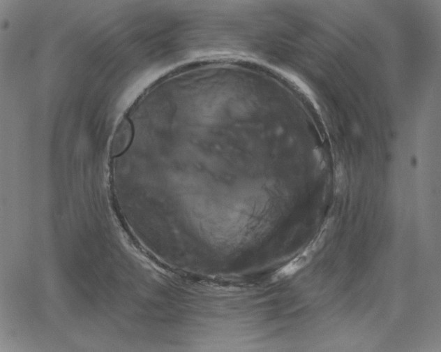 X0000066121279200603101226