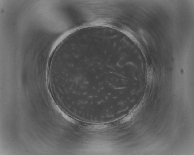 X0000066121294200603101226