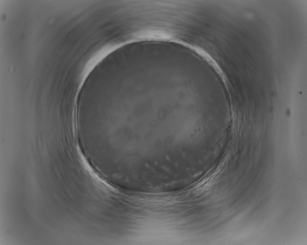 X0000066121295200603101226