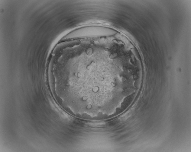 X0000066121296200603101226