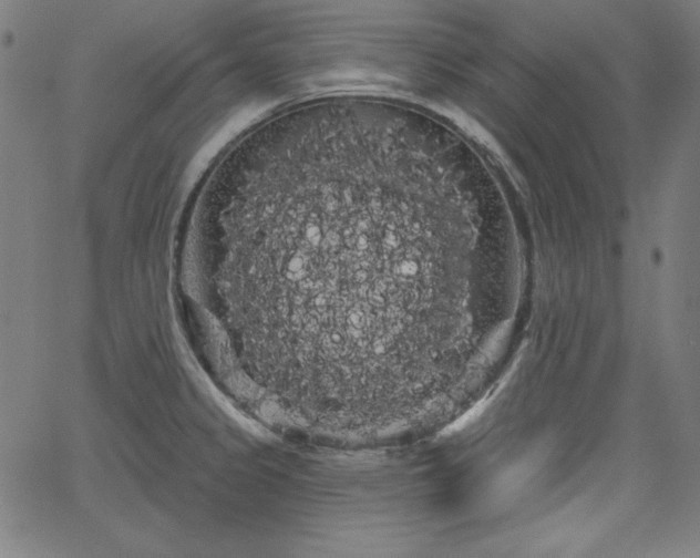 X0000066121333200603101226