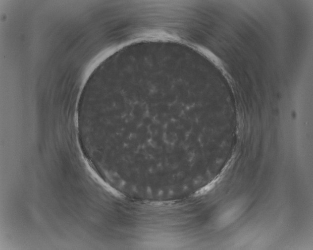 X0000066121335200603101226