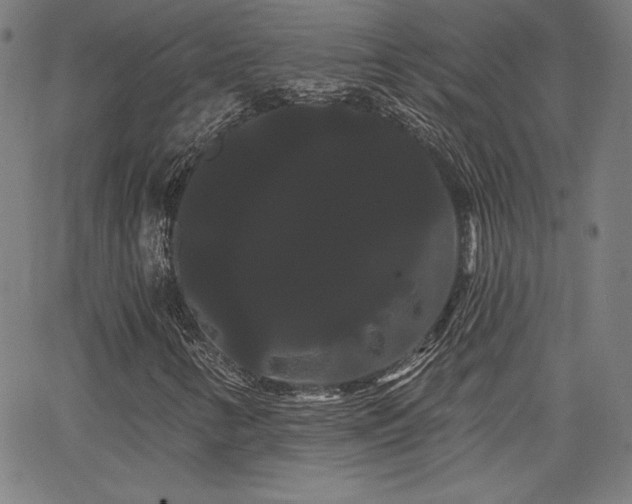 X0000066121346200603101225