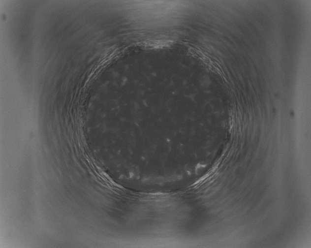 X0000066121393200603101224