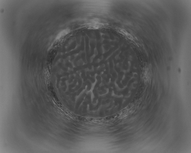 X0000066121446200603101224