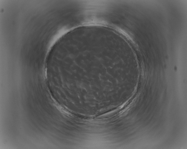 X0000066121462200603101223