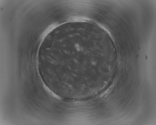 X0000066121471200603101223