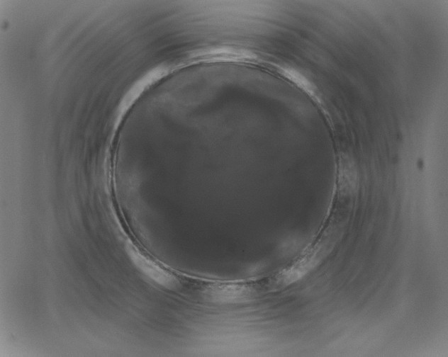 X0000066121474200603101223