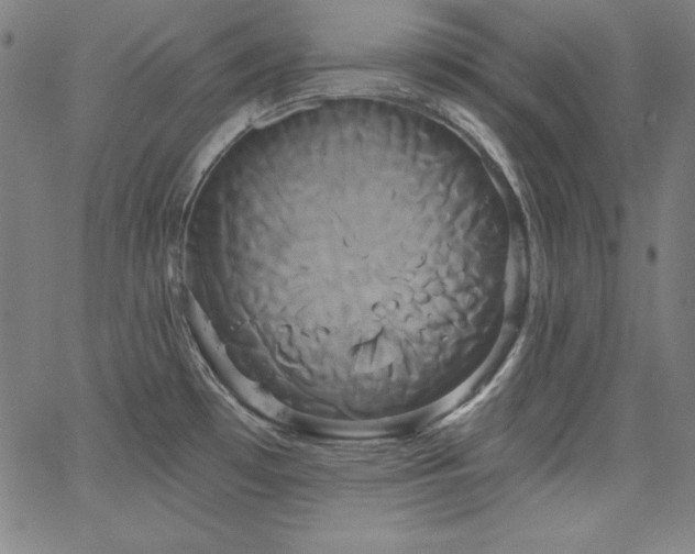 X0000066121481200603101223