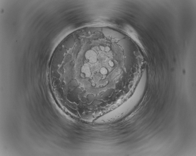 X0000066121484200603101223