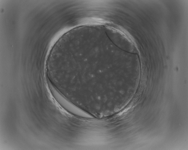 X0000066121488200603101223