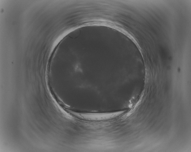 X0000066121533200603101223