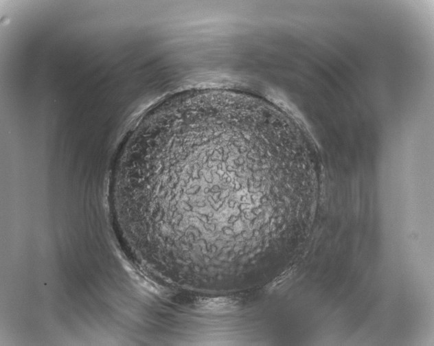 X0000066120058200603131339