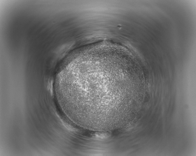 X0000066120070200603131339