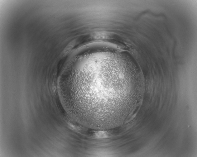 X0000066120091200603131339