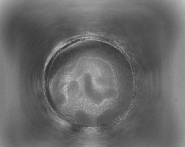 X0000066120102200603131338