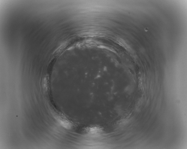 X0000066120165200603131337