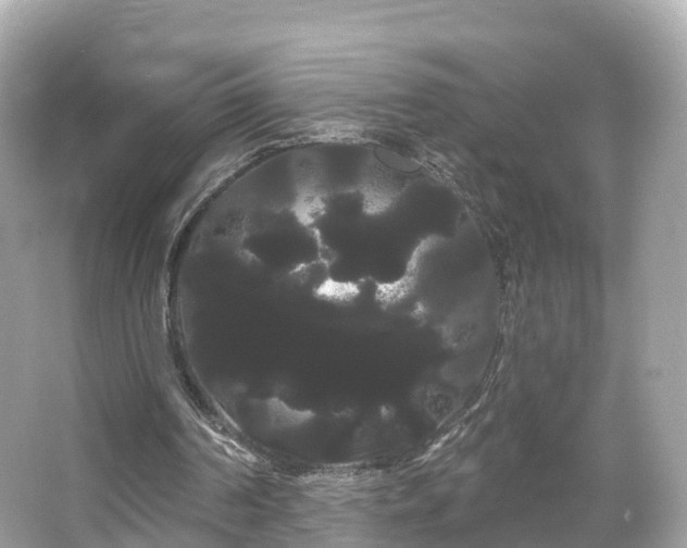 X0000066120194200603131337