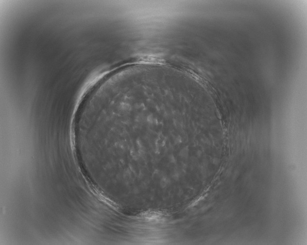 X0000066120294200603131335