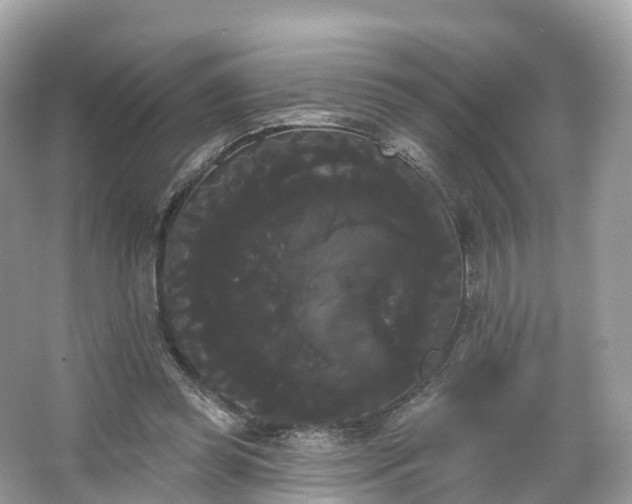 X0000066120349200603131334