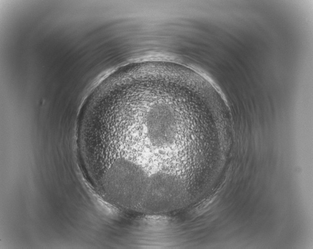 X0000066120437200603131332