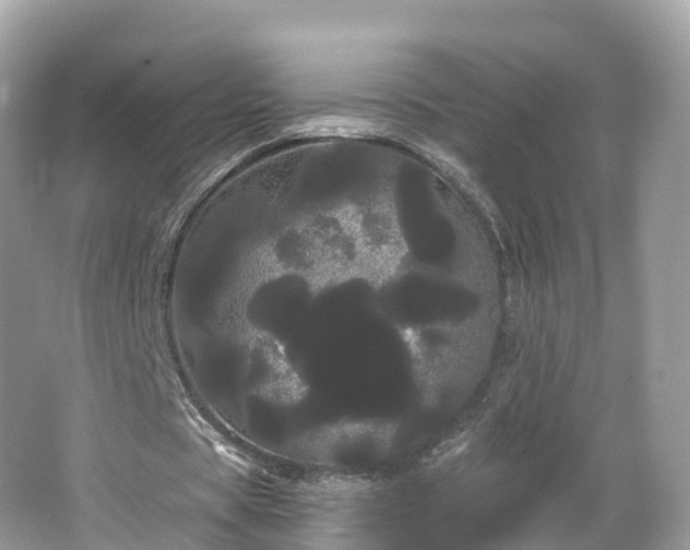 X0000066120529200603131330