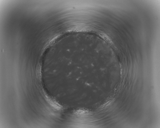 X0000066120542200603131331