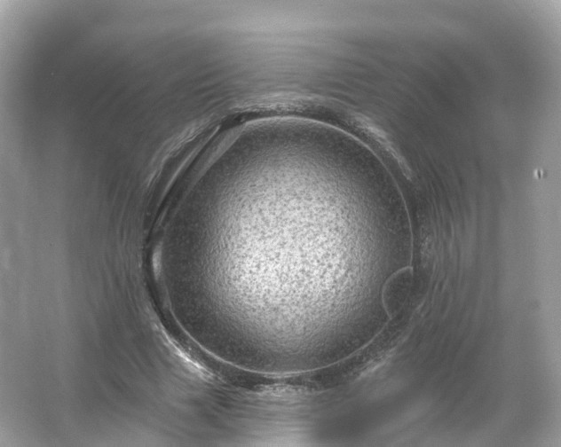 X0000066120633200603131329