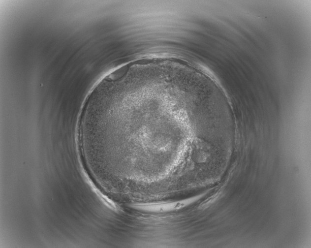 X0000066120803200603131327