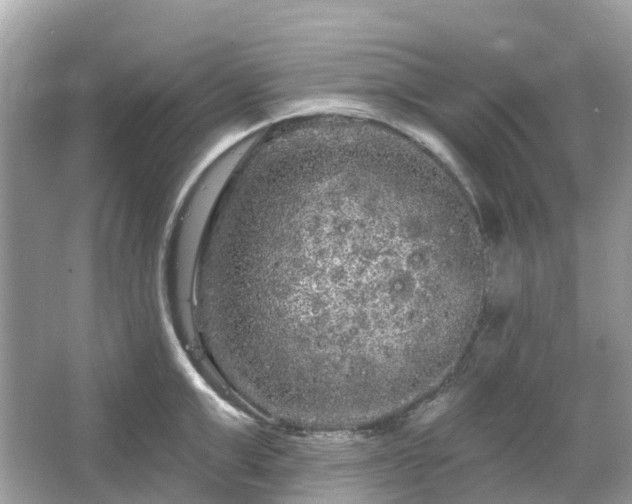 X0000066120999200603131323