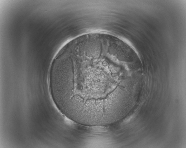 X0000066121007200603131323