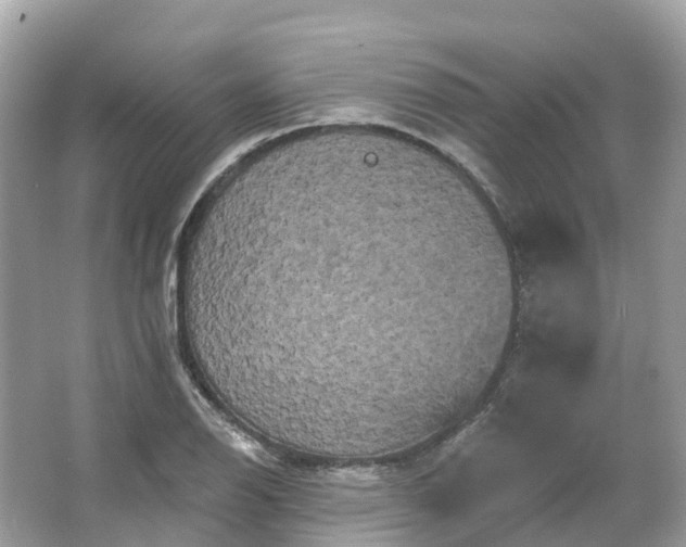 X0000066121126200603131321