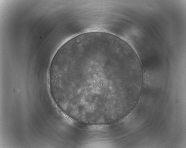 X0000066121150200603131321