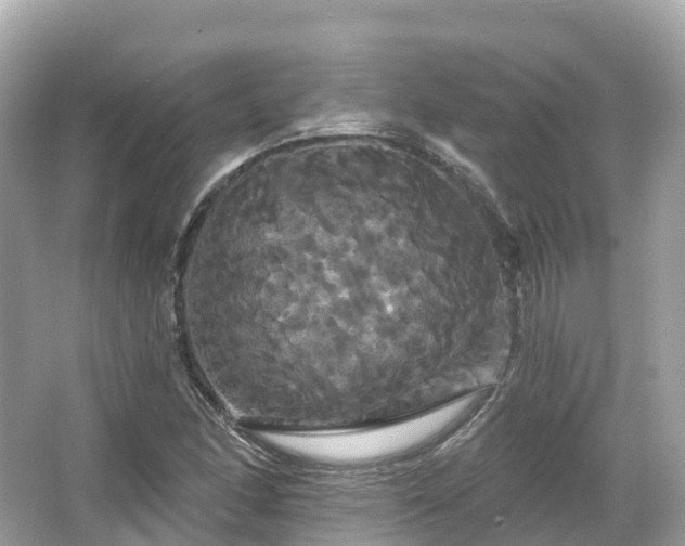 X0000066121166200603131320