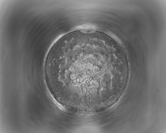 X0000066121248200603131320