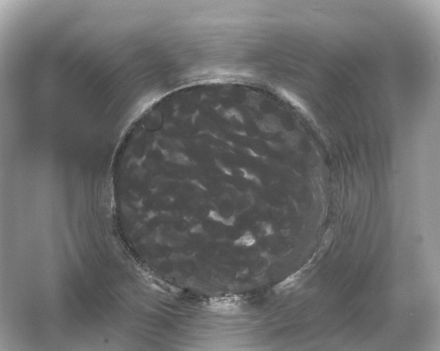 X0000066121267200603131319