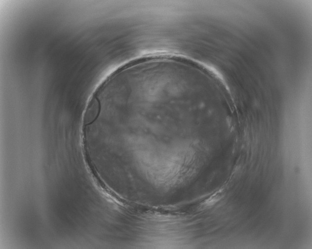 X0000066121279200603131318