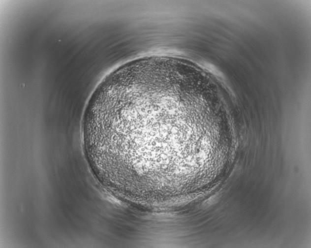 X0000066121280200603131318