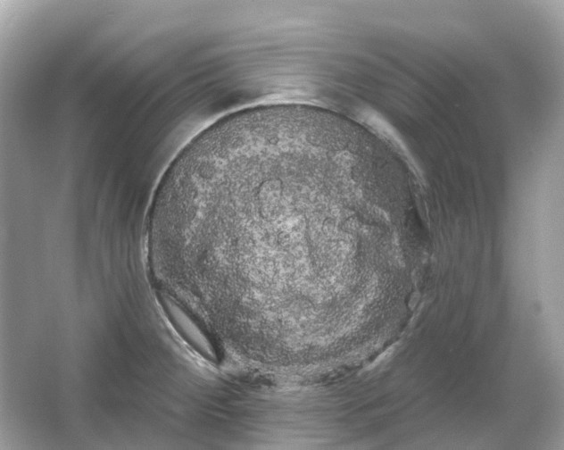 X0000066121284200603131318