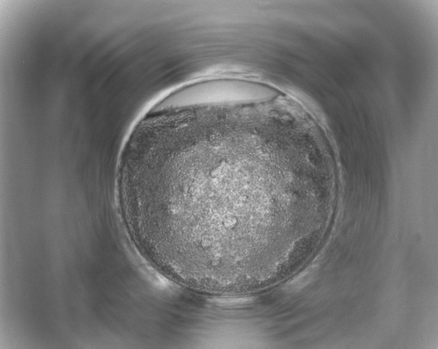 X0000066121296200603131318