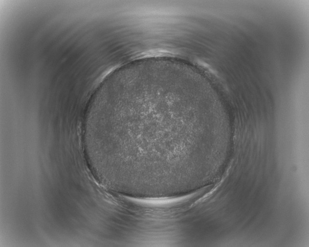 X0000066121313200603131318