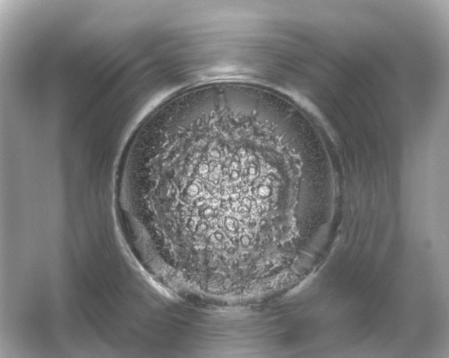 X0000066121333200603131318