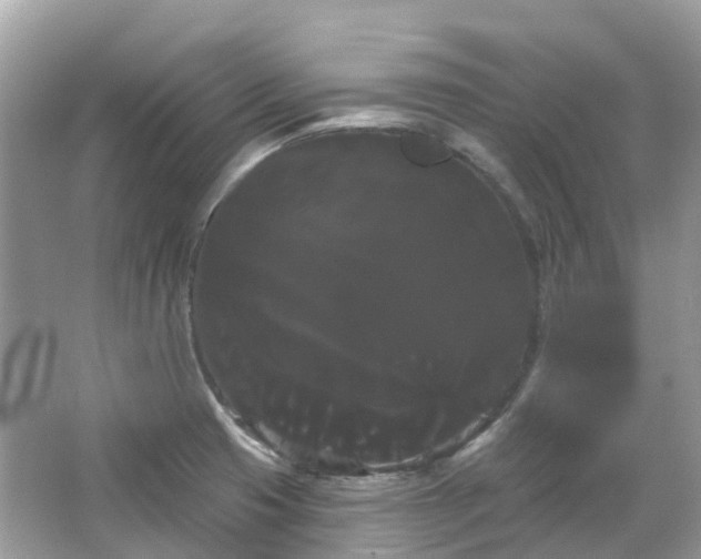 X0000066121425200603131316