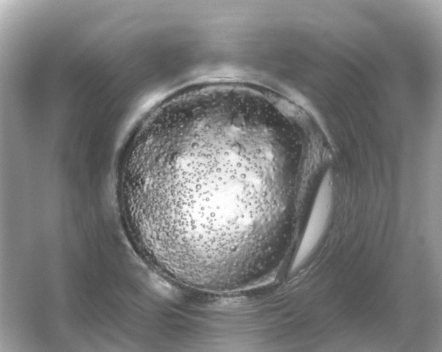 X0000066121464200603131315