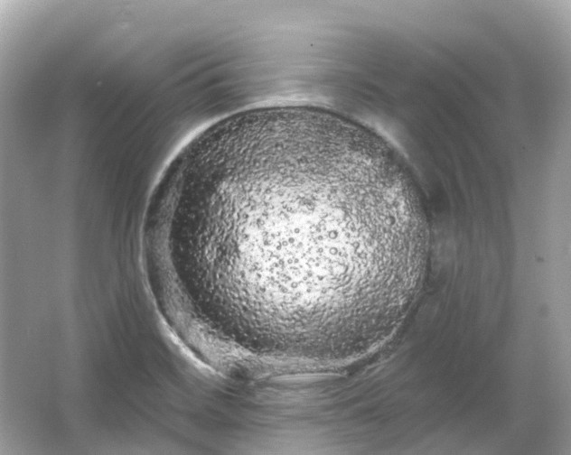 X0000066121468200603131315