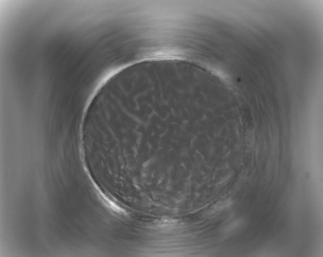 X0000066121470200603131315