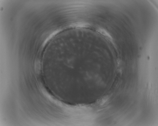 X0000066120012200603171805